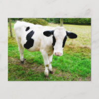 Vaca S de Apóstol blanco y negro