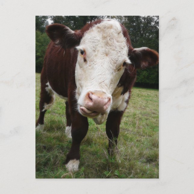 Postal Vaca Stictout Tongue (Anverso)