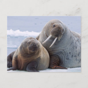 Postal Vaca y reposo de ternera de Walrus en un hielo mar