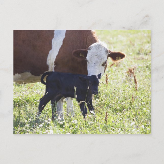 Postal Vaca y ternera (Anverso)