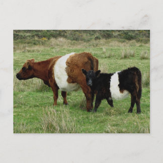Postal Vaca Y Ternera Galloway Dartmoor Bellada