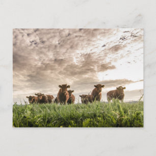 Postal Vacas
