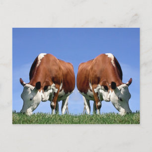 Postal Vacas