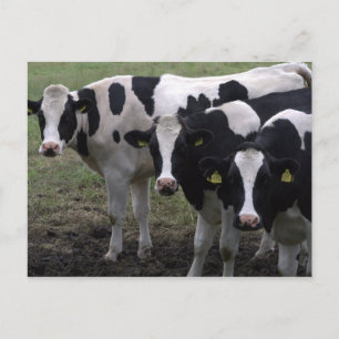 Postal Vacas