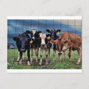 Postal Vacas