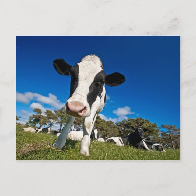 Postal Vacas alimentándose en el pasto 2 (Anverso)