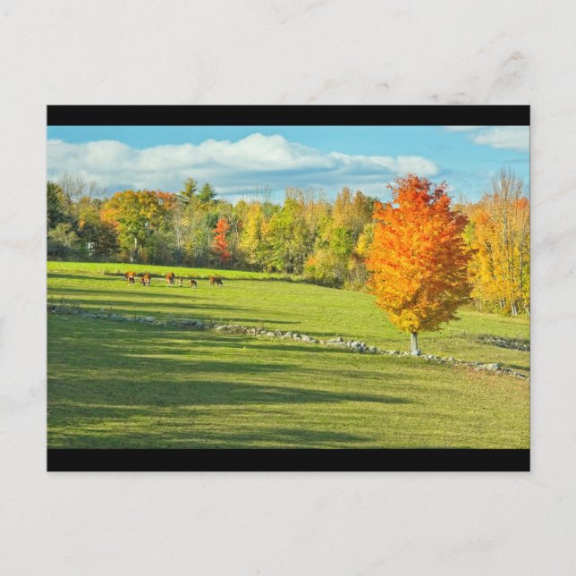 Postal Vacas Arando En Colorido Campo Granero (Anverso)