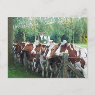 Postal Vacas curiosas