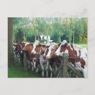 Postal Vacas curiosas