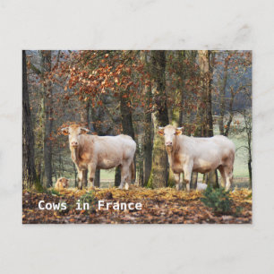 Postal Vacas de Francia