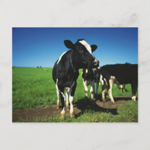 Postal Vacas de Holstein en un campo