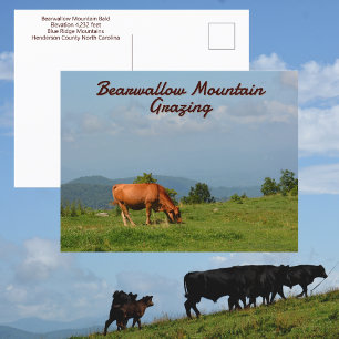 Postal Vacas de la Montaña Bearwallow Montañas Blue Ridge