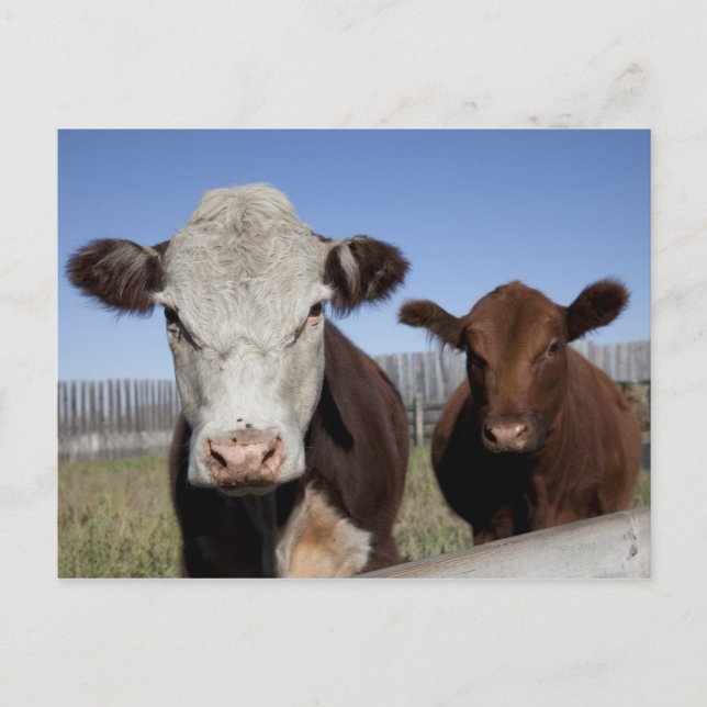 Postal Vacas de la zona cercada (Anverso)