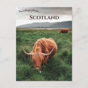 Postal Vacas de las Tierras Altas Isla de Mull Escocia