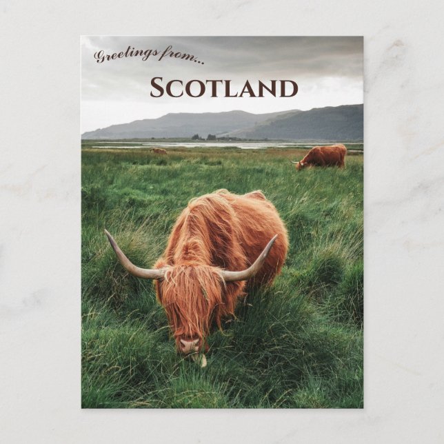 Postal Vacas de las Tierras Altas Isla de Mull Escocia (Anverso)
