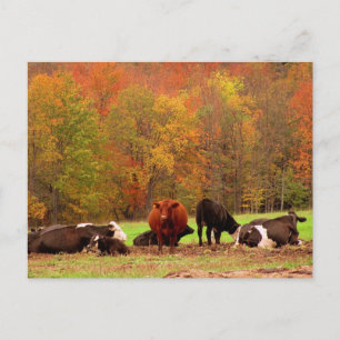Postal Vacas de otoño