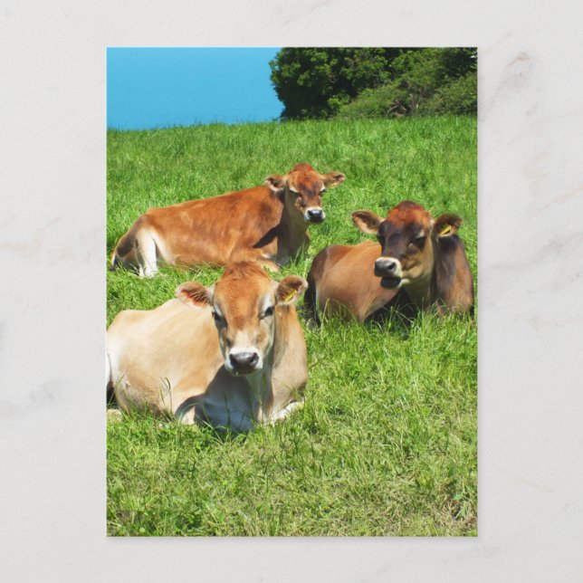 Postal Vacas de tres Jersey (Anverso)