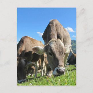 Postal Vacas de vaca cuta en Austria
