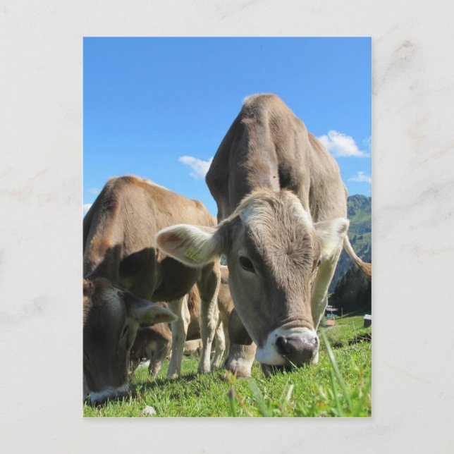 Postal Vacas de vaca cuta en Austria (Anverso)