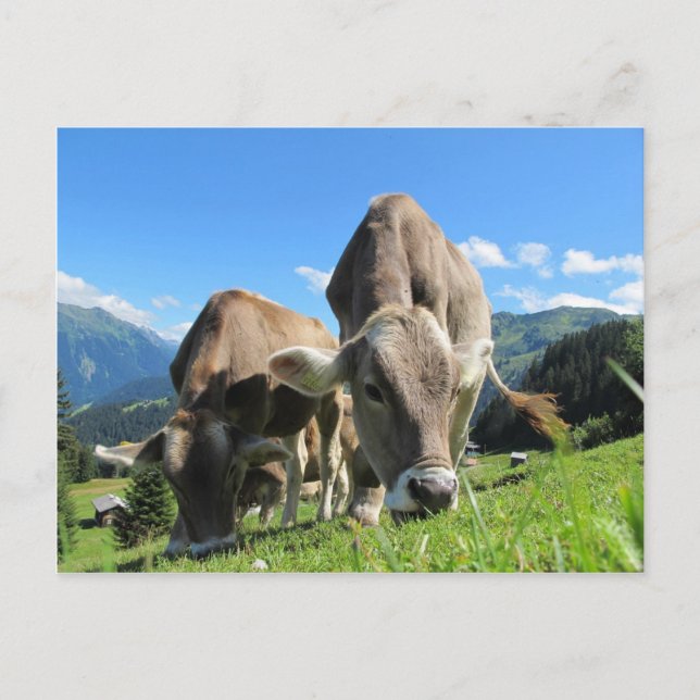Postal Vacas de vaca cuta en Austria (Anverso)