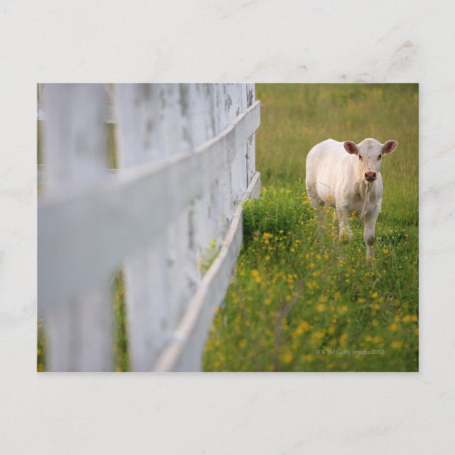 Postal Vacas en el campo (Anverso)