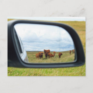 Postal Vacas en el espejo