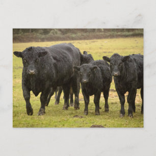 Postal Vacas en la lluvia