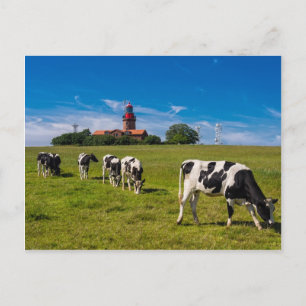 Postal Vacas en la pradera con faro