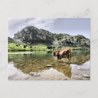 Postal Vacas en los lagos de Covadonga, Asturias