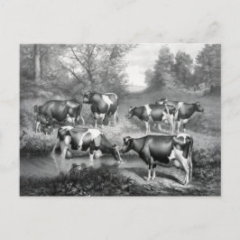 Postal Vacas en pastos