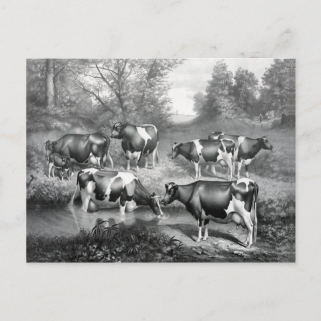 Postal Vacas en pastos (Anverso)