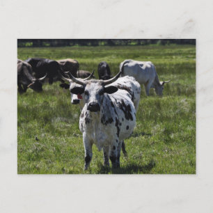 Postal Vacas en prado grande