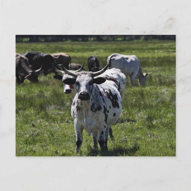 Postal Vacas en prado grande (Anverso)