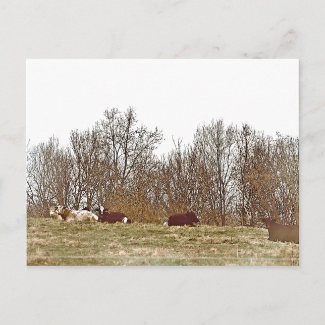Postal Vacas en un campo (Anverso)