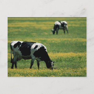 Postal Vacas en un campo de flores