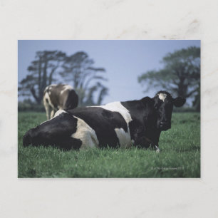 Postal vacas en un pasto