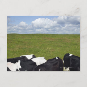 Postal Vacas en un pasto