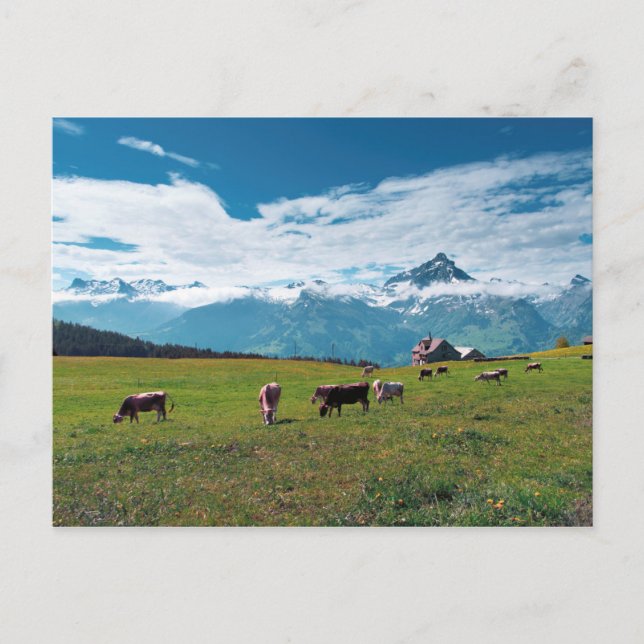 Postal Vacas felices en la granja en Suiza (Anverso)