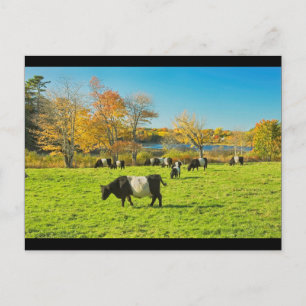 Postal Vacas Galloway Belladas Arrojando En El Otoño