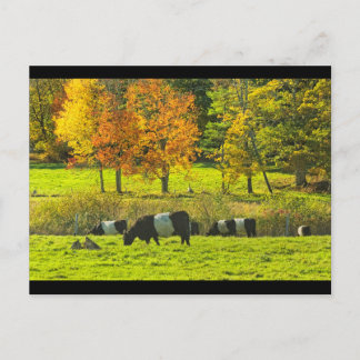 Postal Vacas Galloway Belladas En La Granja Rockport Main