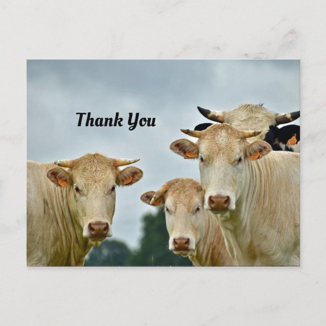 Postal Vacas Gracias Postcard (Anverso)