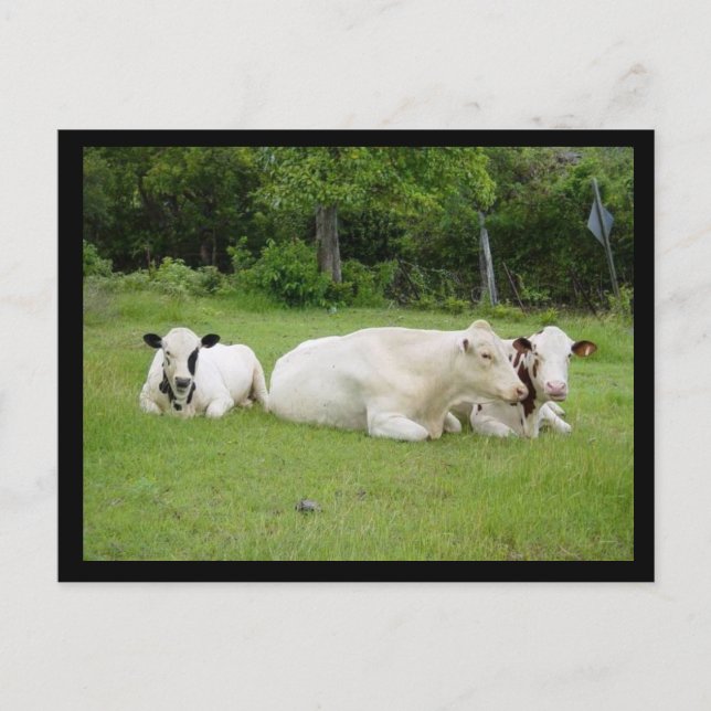 Postal Vacas hindúes (Anverso)