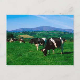Postal Vacas Holstein-Friesias cerca de Borris, Condado