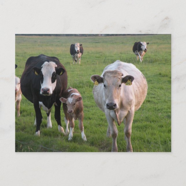 Postal Vacas irlandesas (Anverso)