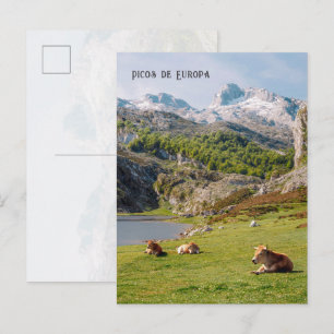 Postal Vacas junto a los Lagos de Covadonga, Asturias via