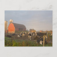 vacas lecheras Holstein fuera de un granero al ama