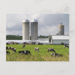 Postal Vacas lecheras y granja cerca del condado de Taylo