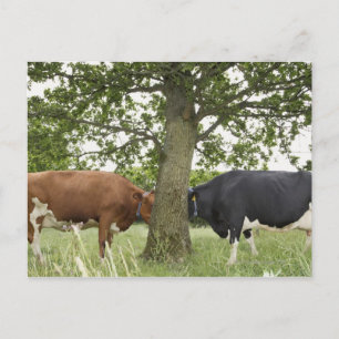 Postal Vacas paradas cara a cara tras árbol