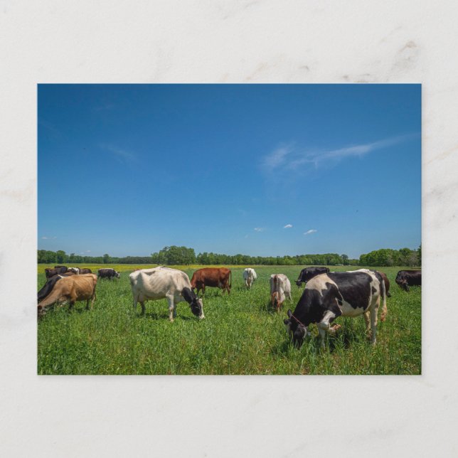 Postal Vacas pastando en Nice Farms Creamery (Anverso)