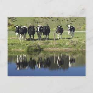 Postal Vacas reflejadas en el canal, Henley, llanura de T